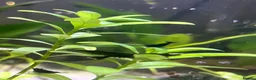 Shrimps fish for sale: Variety of neocaridina shrimp - Advert 13
