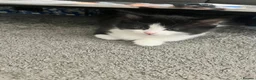 British Shorthair cats for sale: Absolutely stunning Half BSH kittens - Advert 4