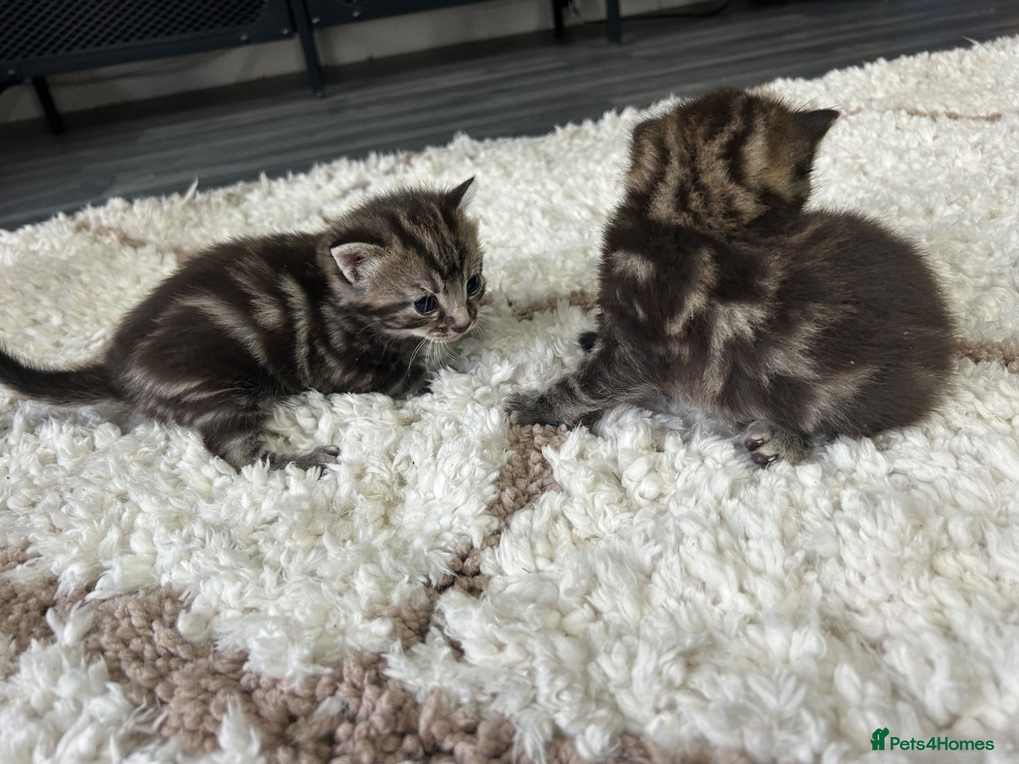 Mixed Breed cats for sale: 2 blacks 2 tabby kittens  - Advert 3