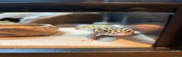 Leopard Gecko reptiles for sale: Leopard gecko and full vivarium  - Advert 2