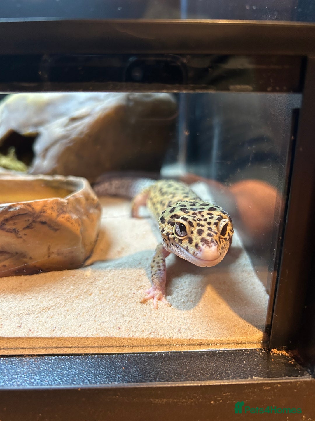 Leopard Gecko reptiles for sale: Leopard gecko and full vivarium  - Advert 2