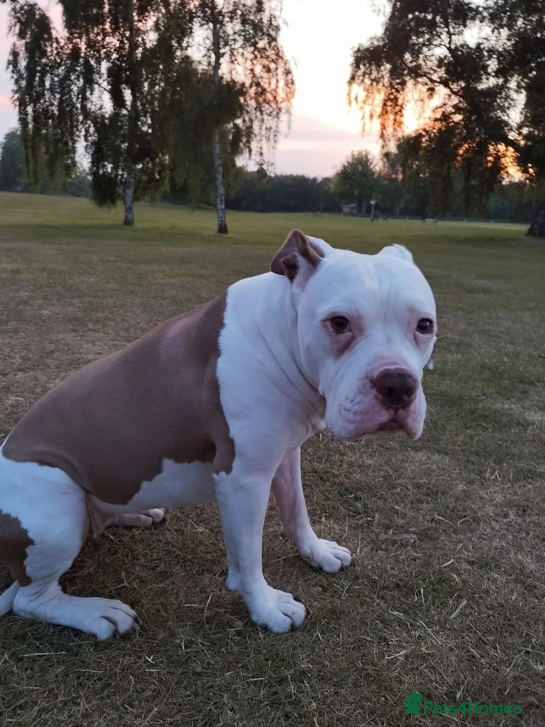 American Bulldog dogs for sale: American bulldog - Advert 1