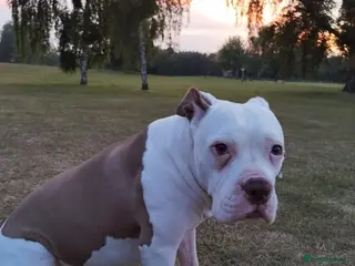 American Bulldog dogs American bulldog - Advert 12