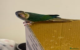 Lorikeets birds for sale: Hand fed baby conures for sale rare breed - Image 2