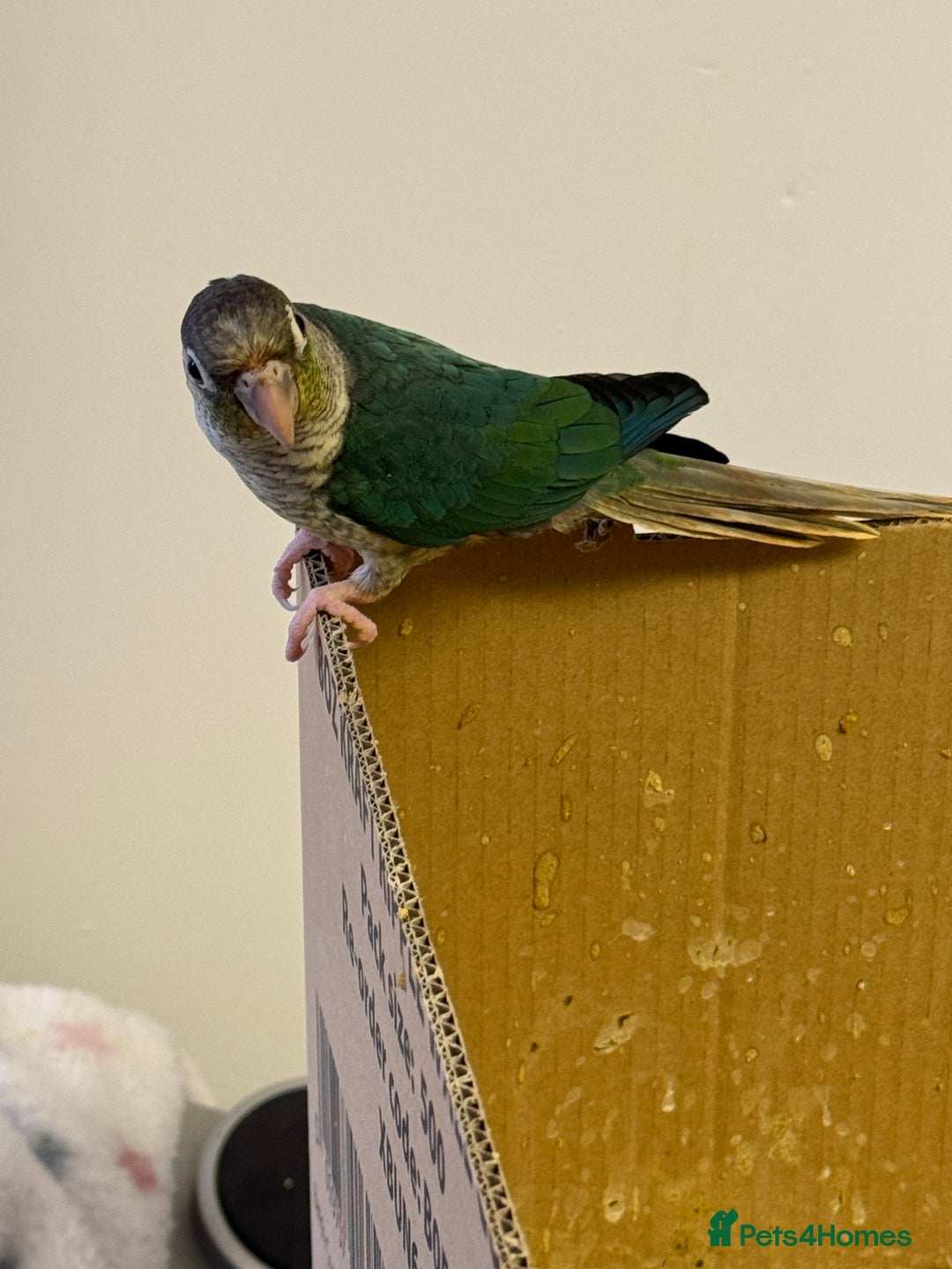 Lorikeets birds for sale: Hand fed baby conures for sale rare breed - Image 2