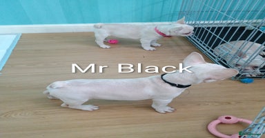 French Bulldog dogs - Advert 9