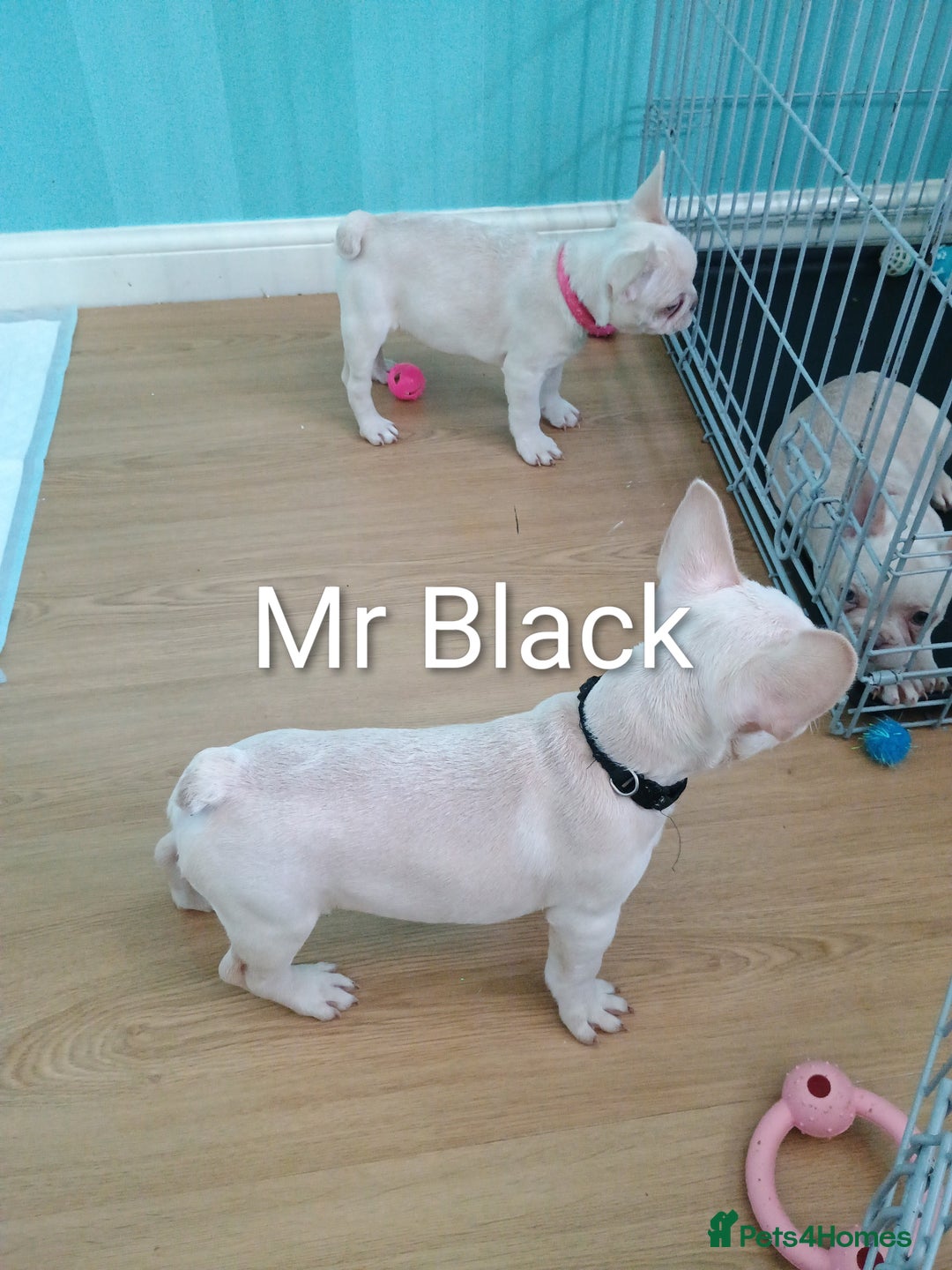 French Bulldog dogs for sale: Quality chunky French bulldog fluffy carriers  - Image 2