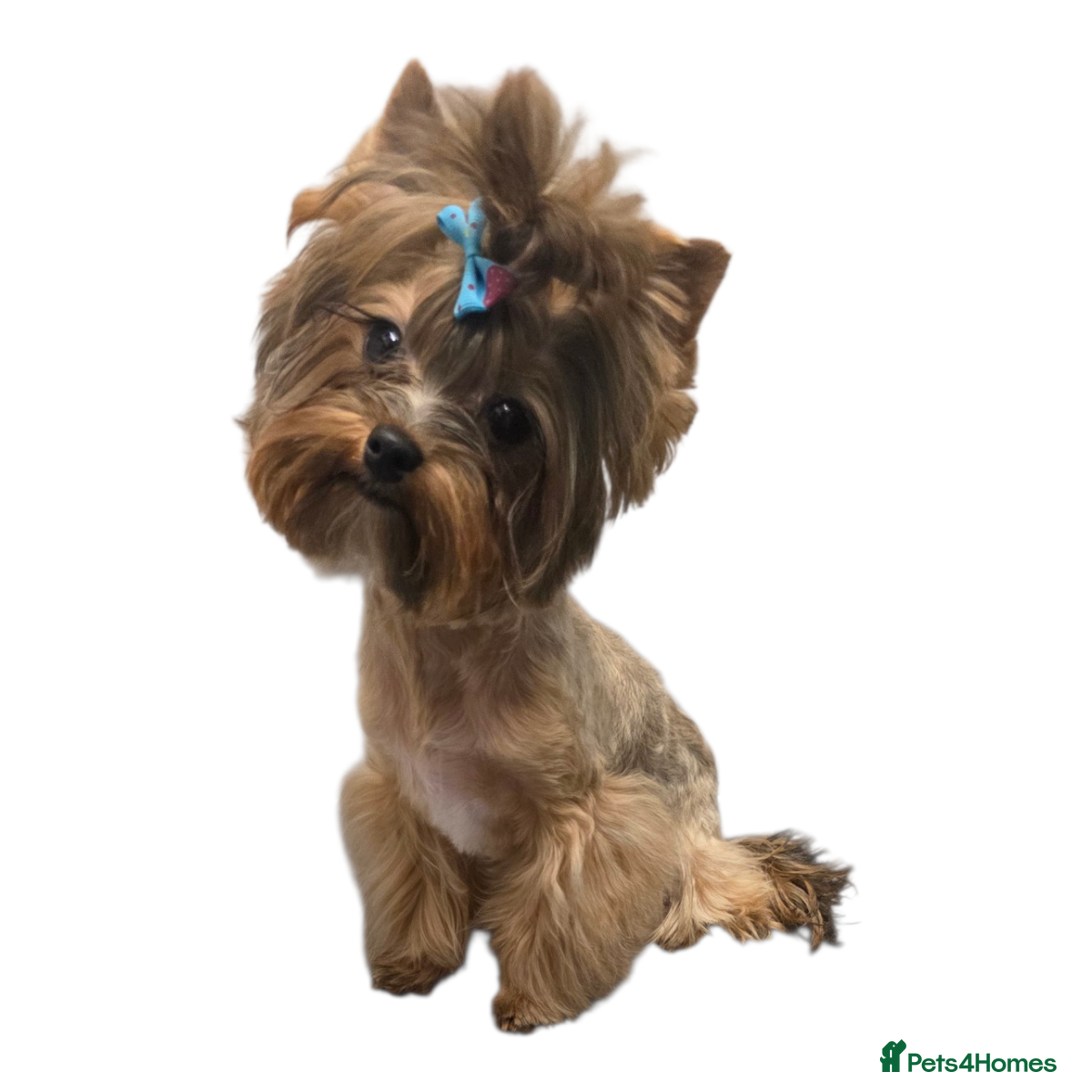 Yorkshire Terrier dogs Mini Yorkshire terrier boy - Advert 1