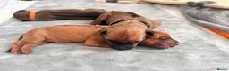 Rhodesian Ridgeback dogs for sale: Stunning KC Registered Rhodesian Ridgeback Puppies in Bristol - Advert 17