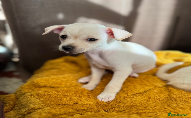 Pomchi dogs - Advert 9