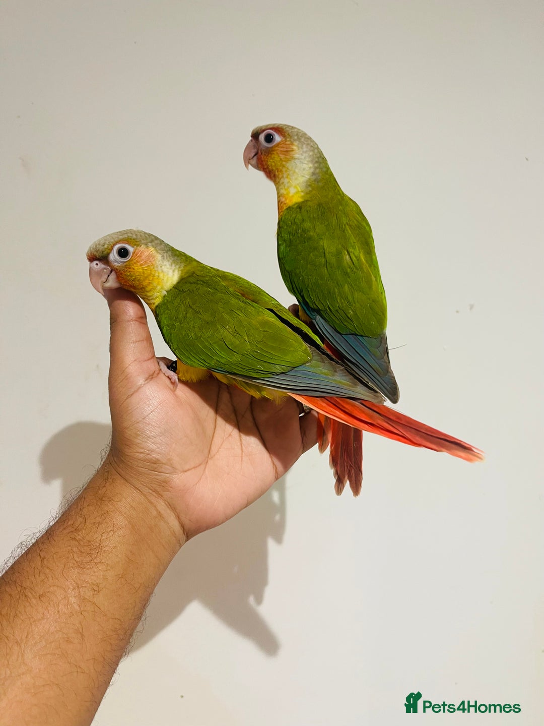 Conures birds for sale: Hand reared conures for sale  - Advert 7