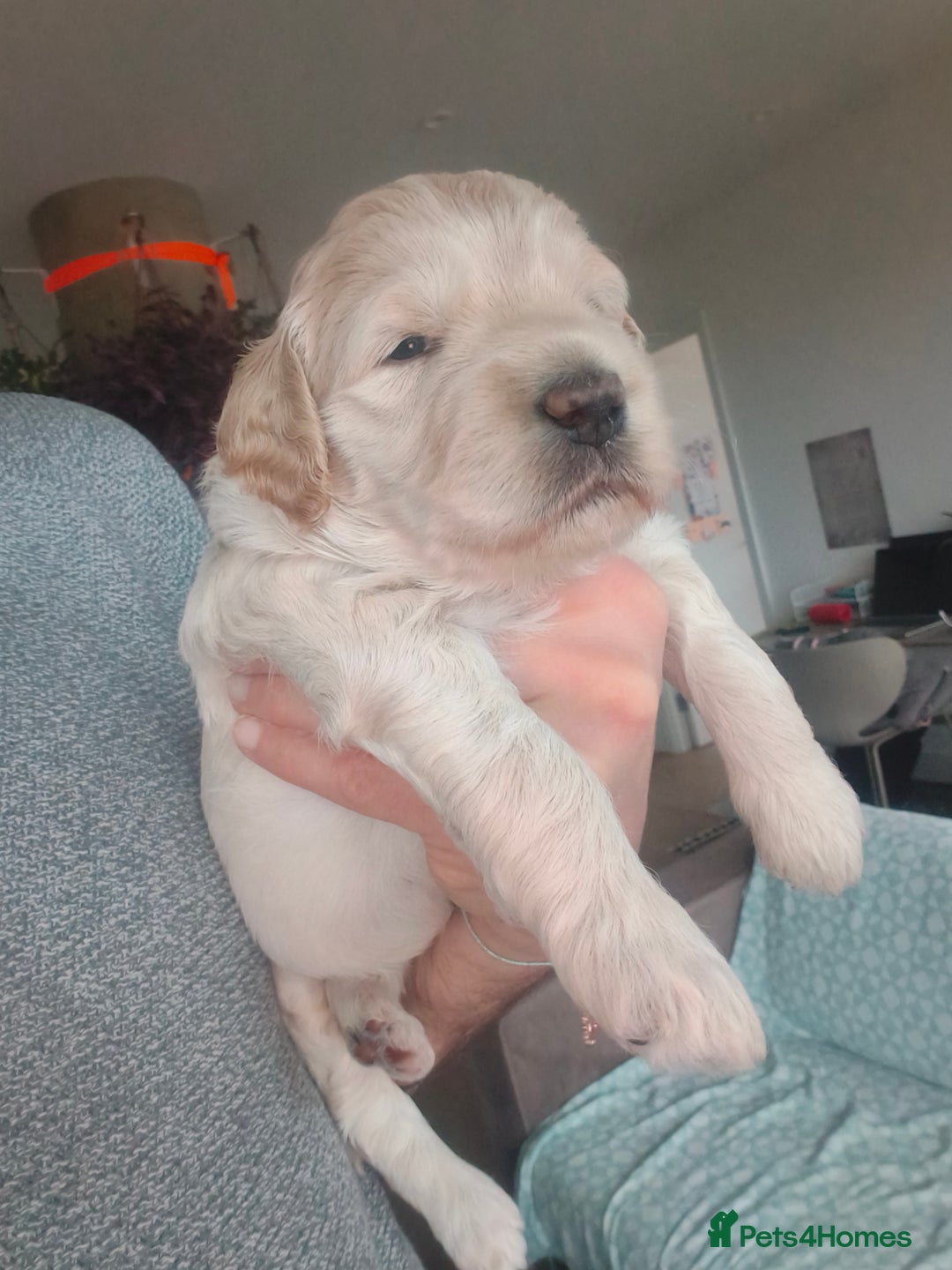 Labradoodle dogs for sale: Australian Labradoodle Puppies - Advert 15