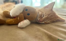 Mixed Breed cats for sale: Beautiful ginger boy for sale  - Image 1