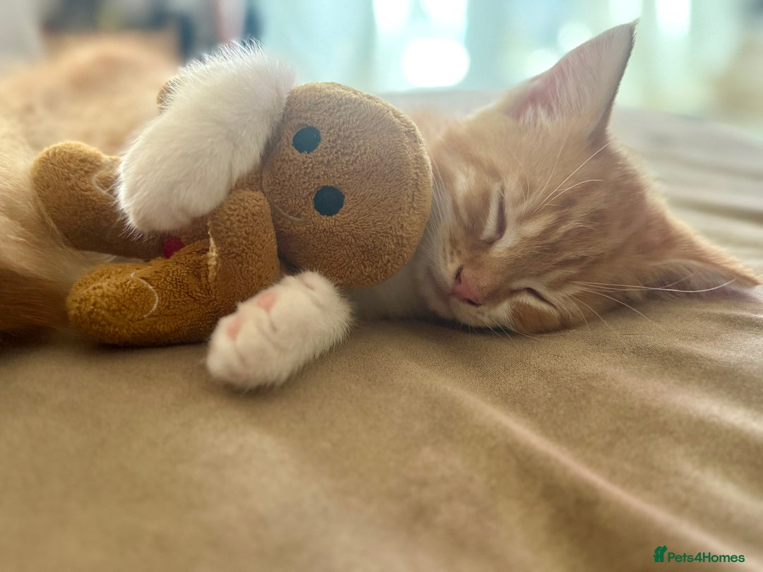 Mixed Breed cats for sale: Beautiful ginger boy for sale  - Image 1