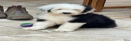 Old English Sheepdog dogs for sale: Old English sheep dog puppies  - Advert 1