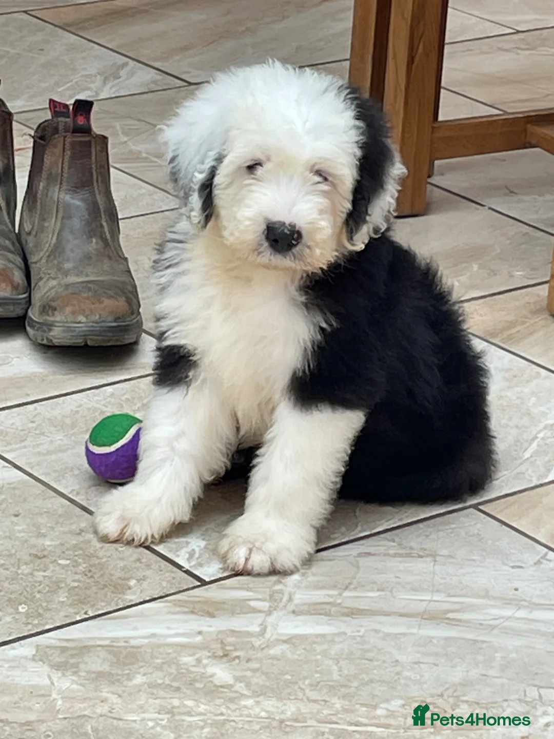Old English Sheepdog dogs for sale: Old English sheep dog puppies  - Advert 1