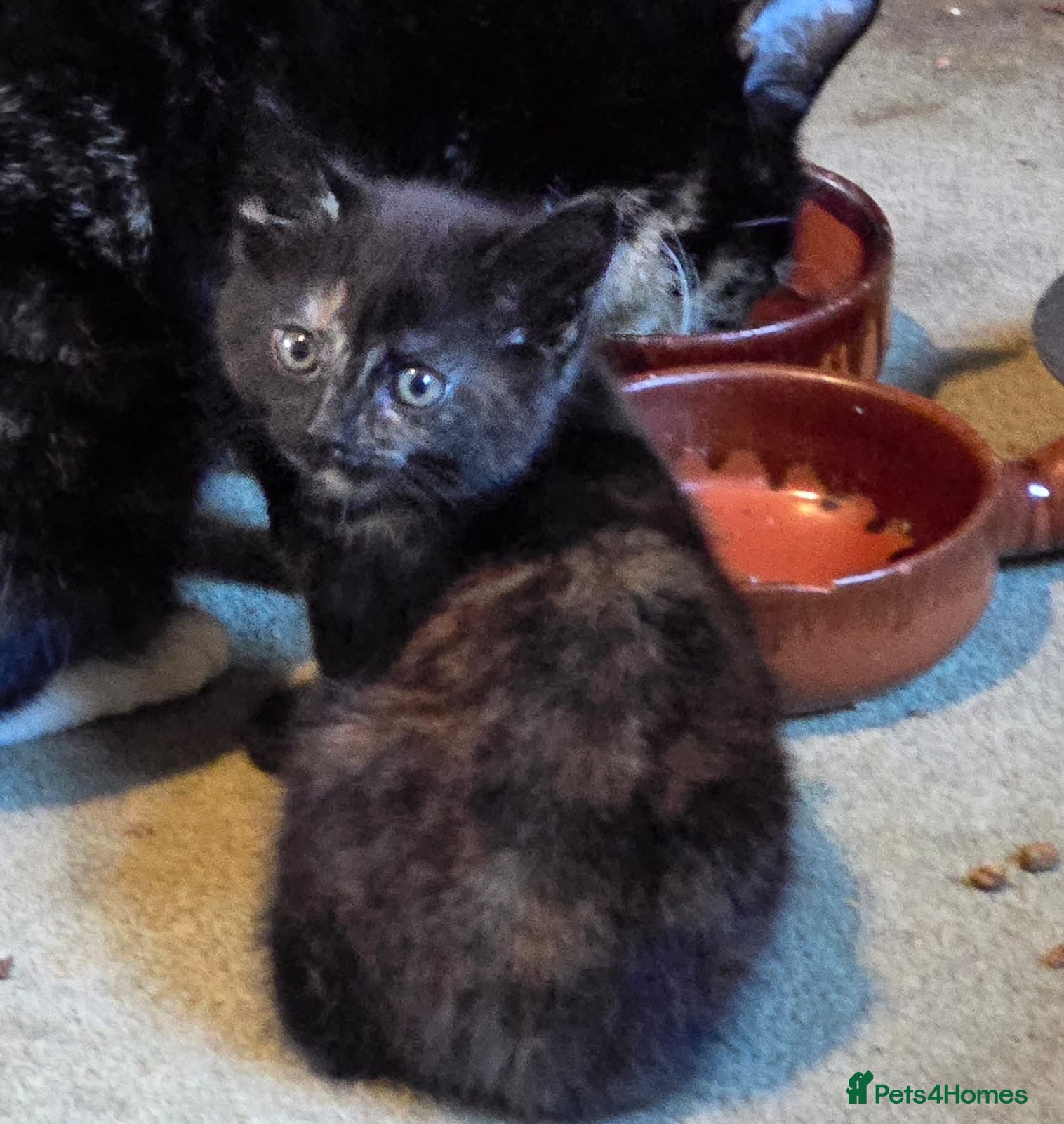 Mixed Breed cats Calico girl and black and white boy for sale  - Advert 16