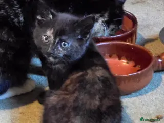 Mixed Breed cats Calico girl and black and white boy for sale - Advert 16