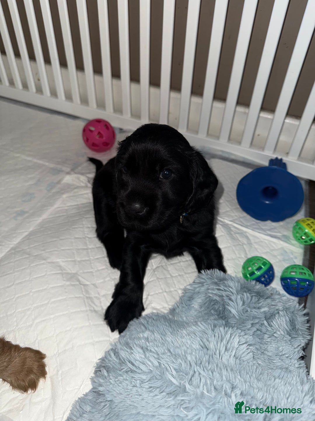 Cocker Spaniel dogs for sale: Chunky Show Cocker Spaniel Puppies  - Advert 8