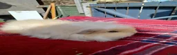 Guinea Pig rodents for sale: Swiss sows - Advert 2