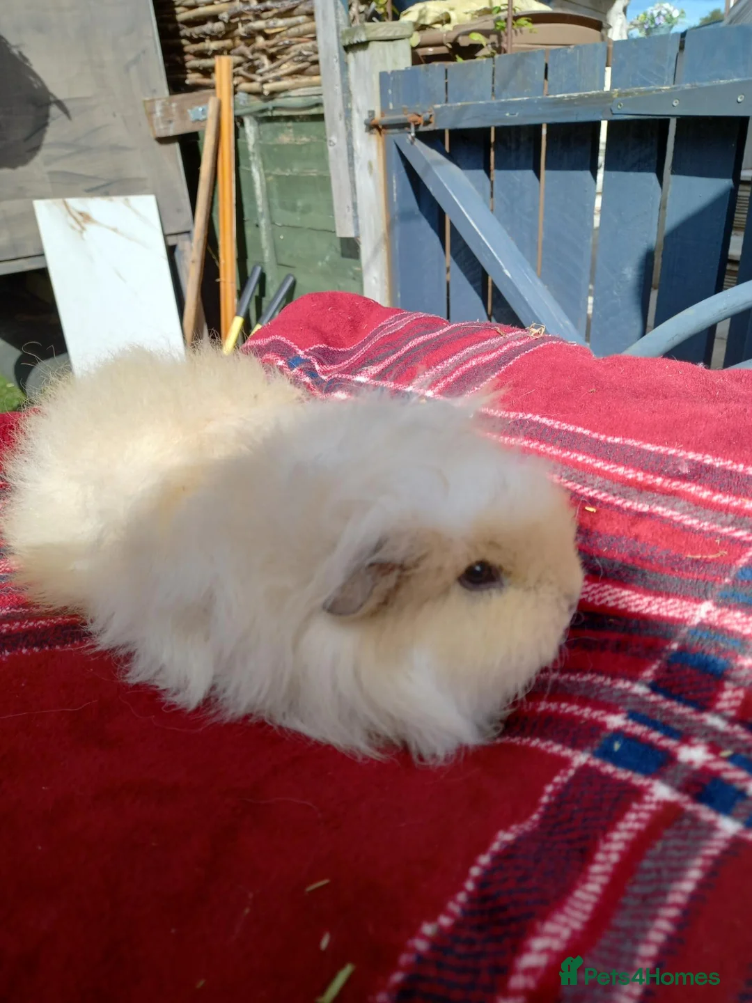 Guinea Pig rodents for sale: Swiss sows - Advert 2