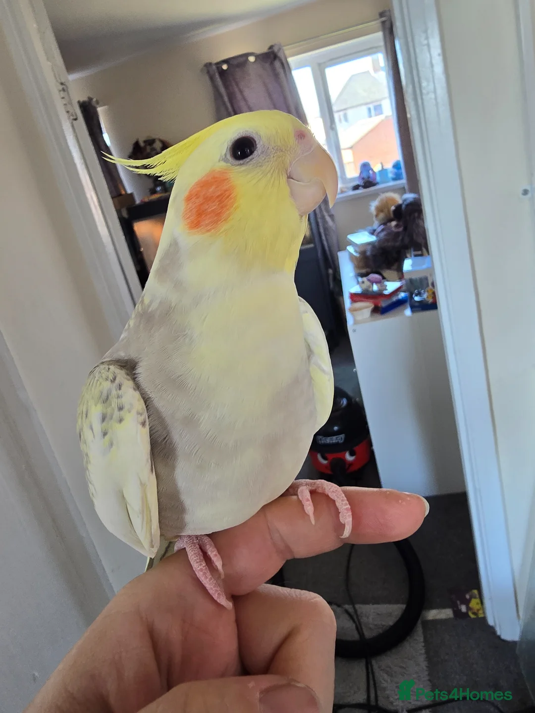 Cockatiels birds for sale: Hand reared Yellow cockteil  - Advert 1