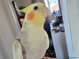 Cockatiels birds Hand reared Yellow cockteil - Advert 2