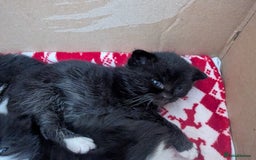 Mixed Breed cats for sale: 3 Beautiful Black and White Tuxedo Kittens  - Image 27