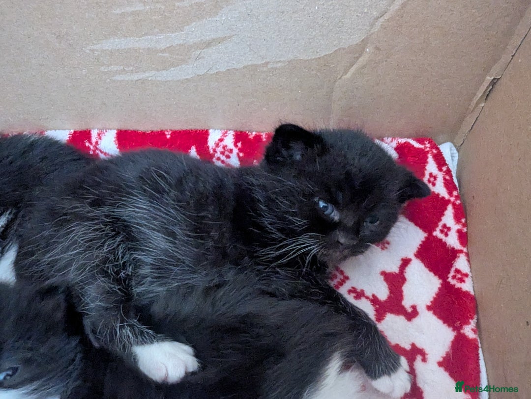 Mixed Breed cats for sale: 3 Beautiful Black and White Tuxedo Kittens  - Image 27