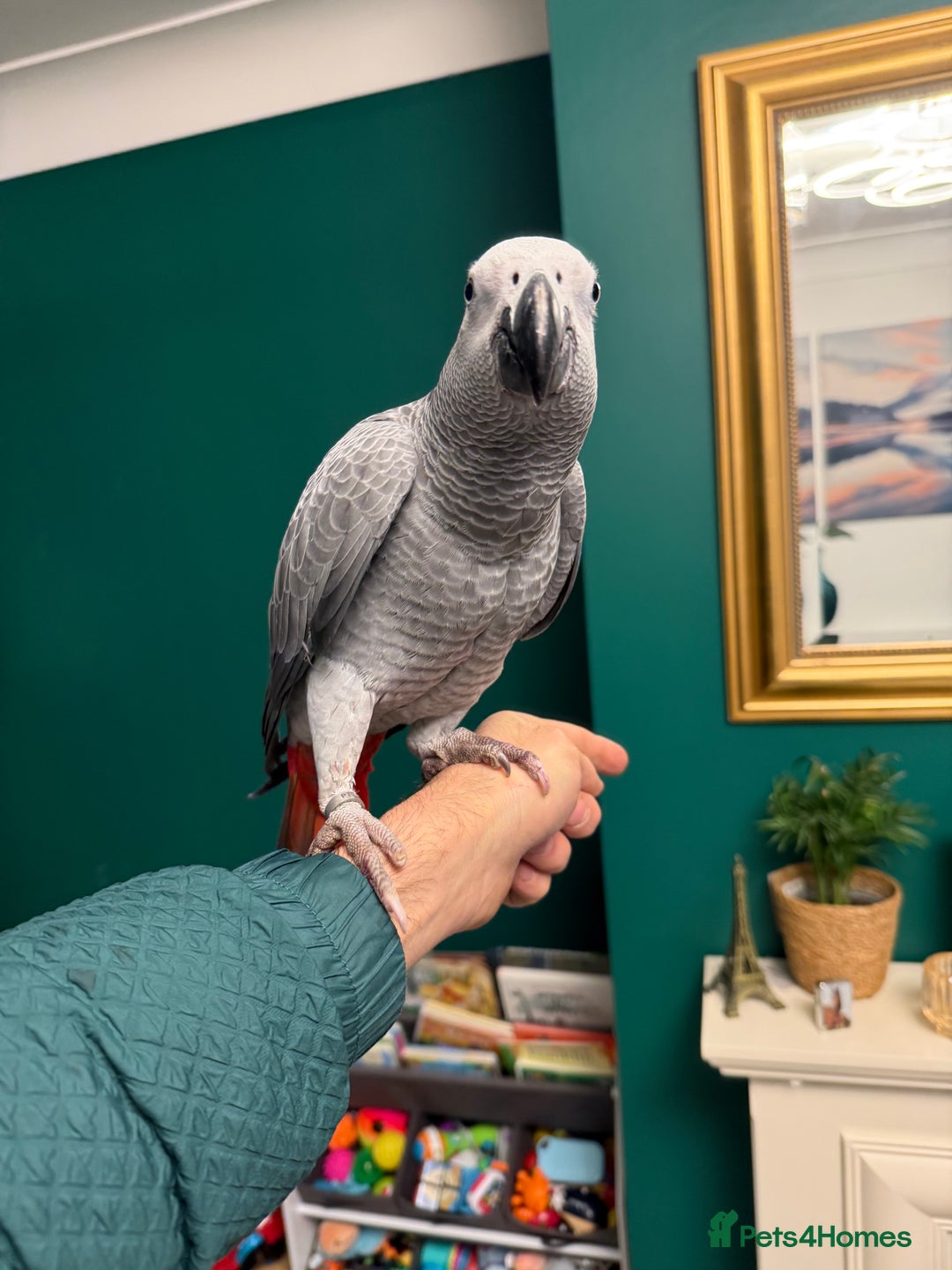 Parrots birds for sale: Baby African grey 6 months only - Advert 4