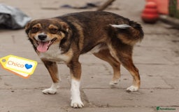 Mixed Breed dogs for adoption: 💙🐶 CHICO 🐶💙 - Image 2