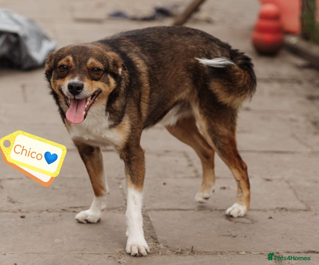 Mixed Breed dogs for adoption: 💙🐶 CHICO 🐶💙 - Image 2
