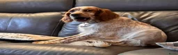 English Setter dogs for adoption: Sky   - Advert 3