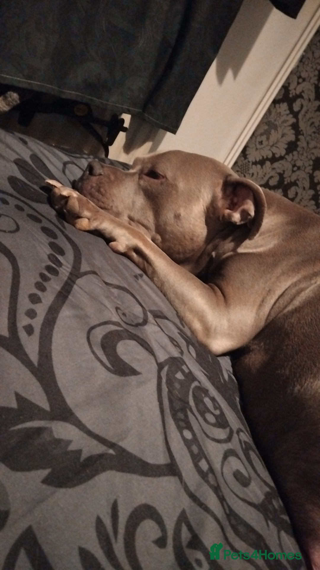 Mixed Breed dogs for sale: Staffordshire bull terrier X puppies - Advert 10