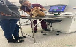 Cockapoo dogs for sale: 8 gorgeous cockapoo puppies - Advert 24