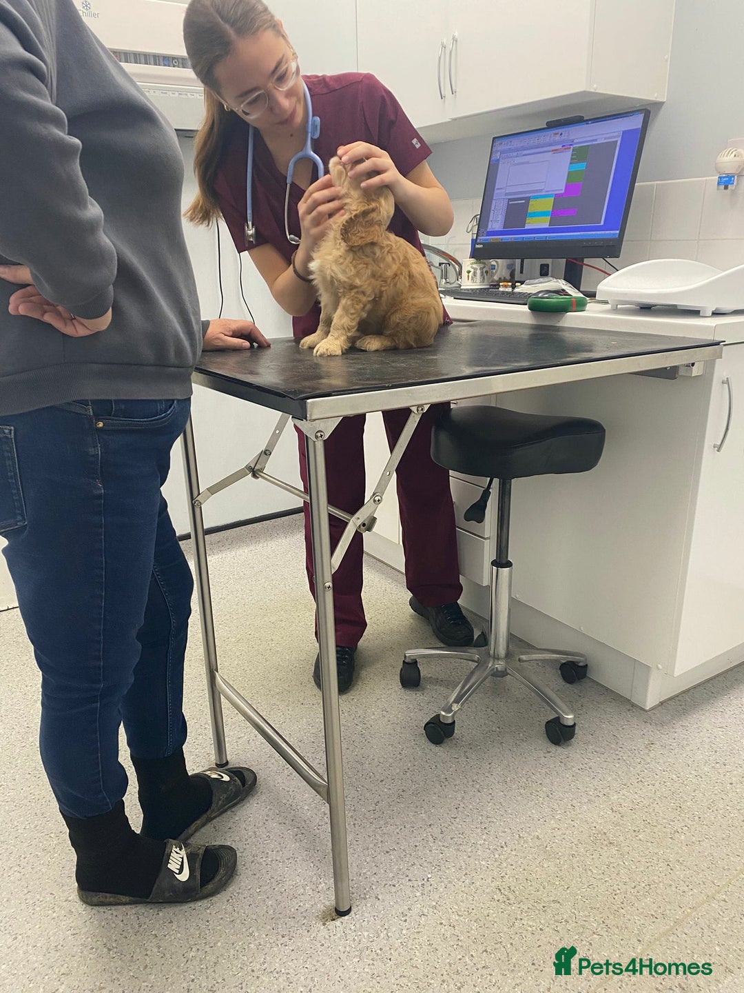 Cockapoo dogs for sale: 8 gorgeous cockapoo puppies - Advert 24