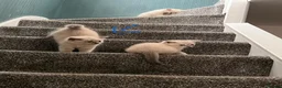 Mixed Breed cats for sale: Gorgeous Ragdoll x British Shorthair Kittens in Solihull - Advert 27