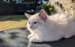Ragdoll cats for sale: GCCF REGISTERED RAGDOLL KITTENS - Image 13
