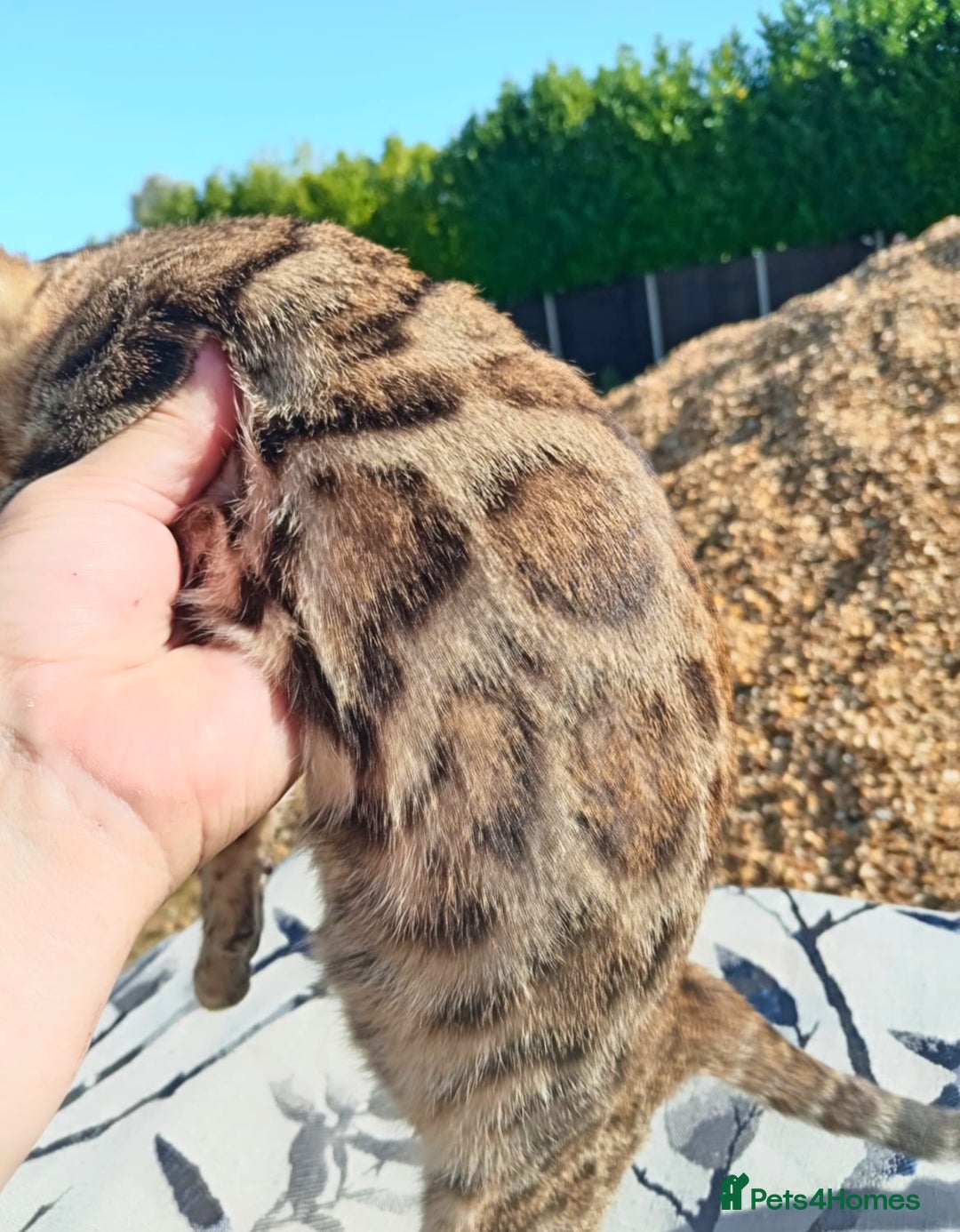 Bengal cats for sale: Bengal beatiful lovely kittens ready for new home  - Image 3