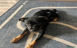 Mixed Breed dogs for adoption: Adorable Monika is ready for her forever home! - Image 7