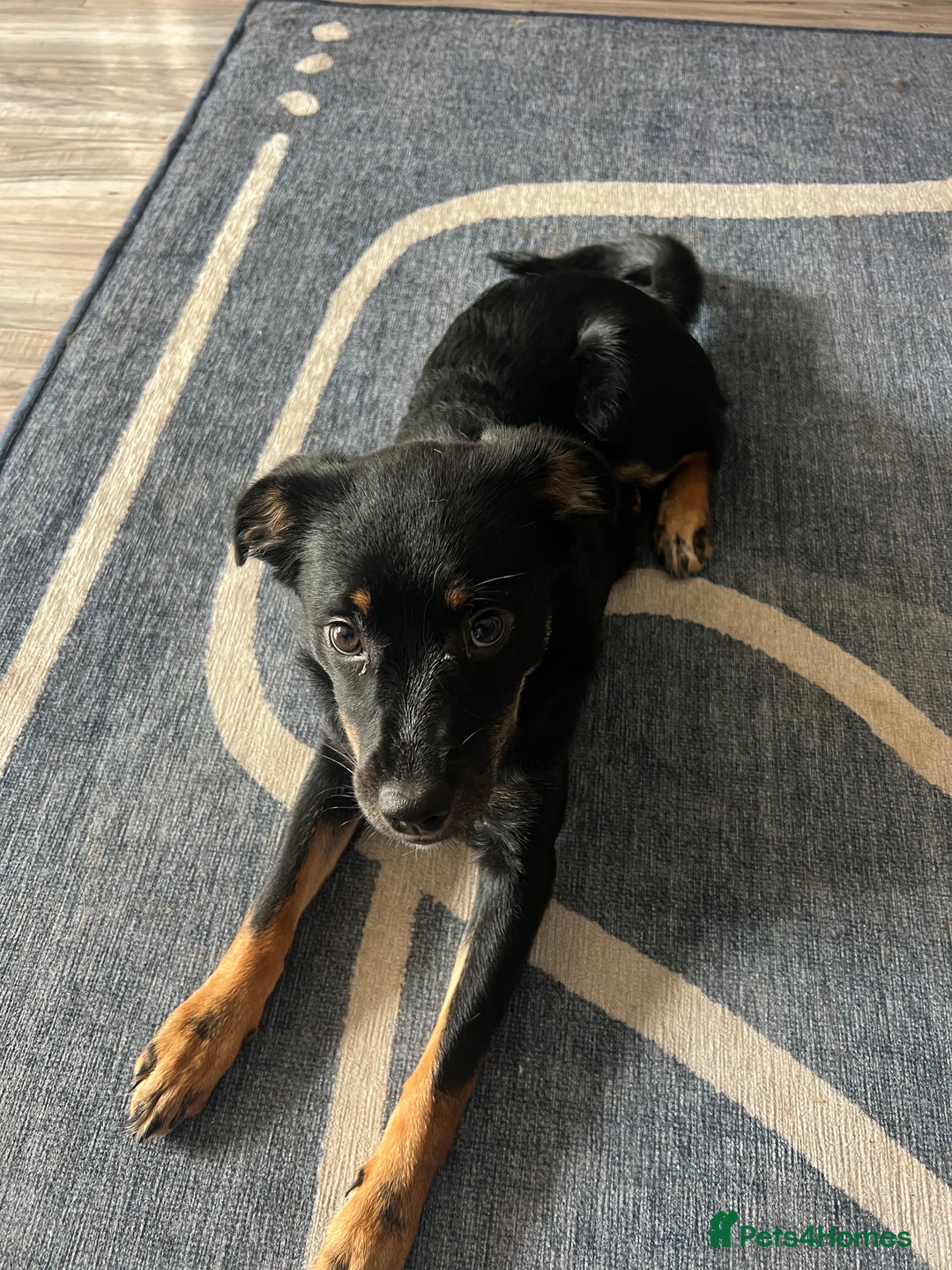 Mixed Breed dogs for adoption: Adorable Monika is ready for her forever home! - Image 7