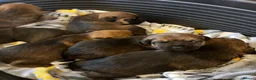 Border Terrier dogs for sale: KC registered Border Terrier Pups - Advert 3
