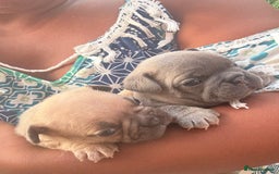 French Bulldog dogs for sale: Adorable KC registered French Bulldog puppies - Image 14