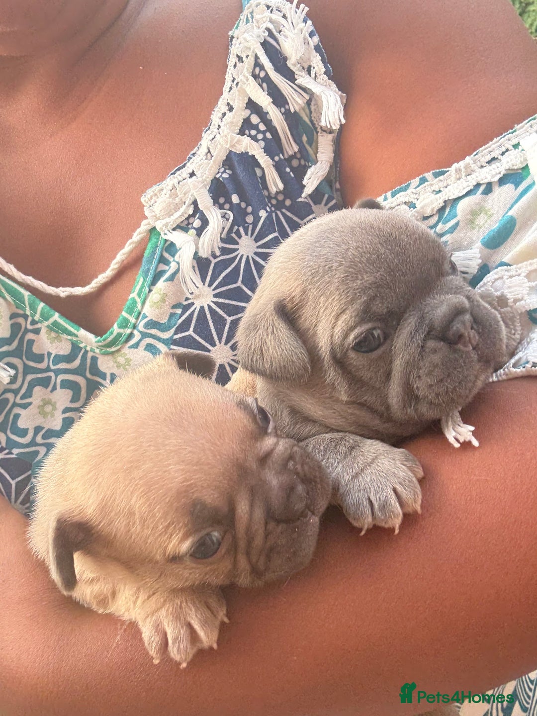 French Bulldog dogs for sale: Adorable KC registered French Bulldog puppies - Image 14