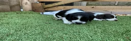 English Springer Spaniel dogs for sale: Beautiful springer spaniel puppies - Advert 14