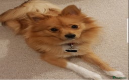 Pomeranian dogs for sale: Sweet, Playful “Stacy”  looks for her next home - Image 3
