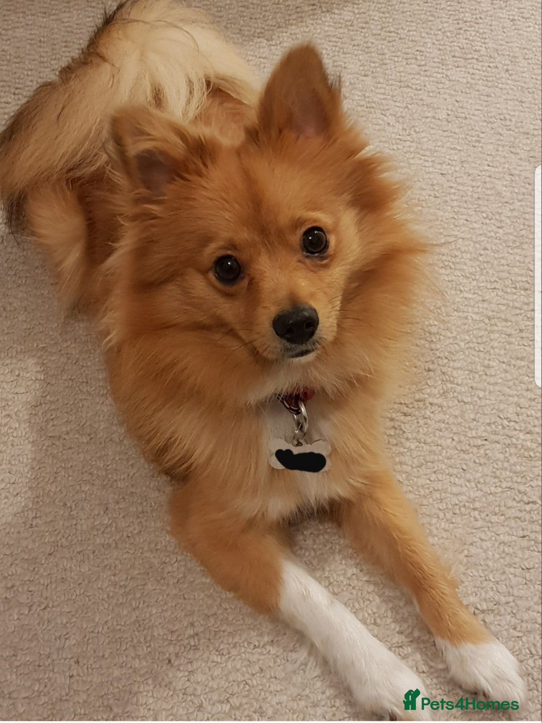 Pomeranian dogs for sale: Sweet, Playful “Stacy”  looks for her next home - Image 3