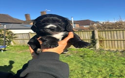 Cocker Spaniel dogs for sale: Beautiful show cocker GIRLs - Image 17