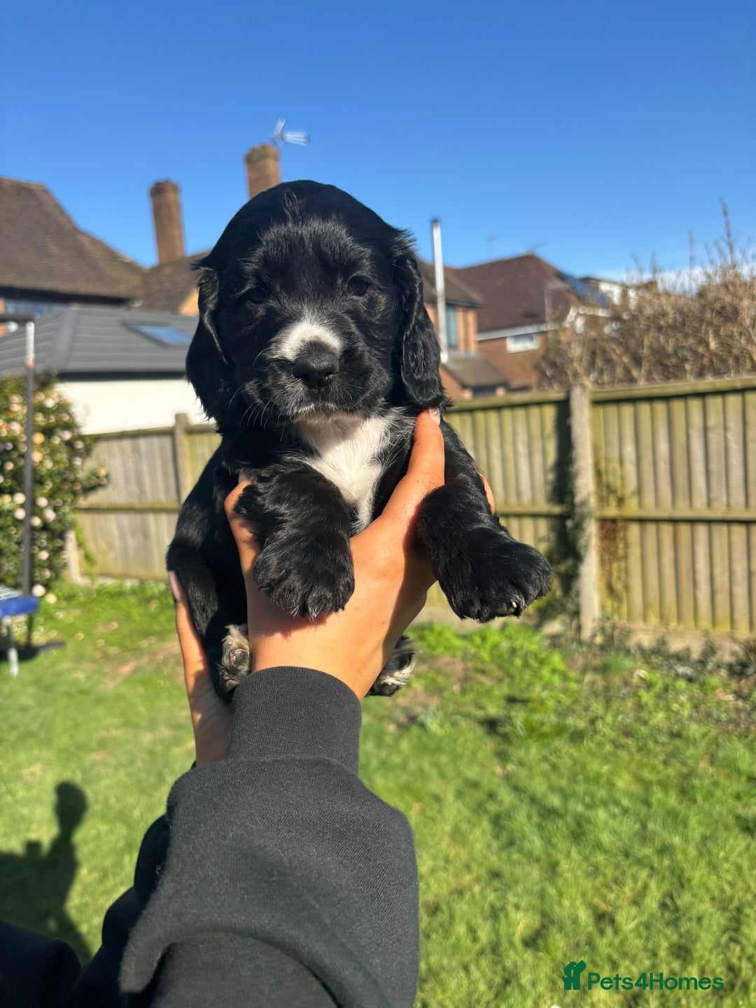 Cocker Spaniel dogs for sale: Beautiful show cocker GIRLs - Image 17