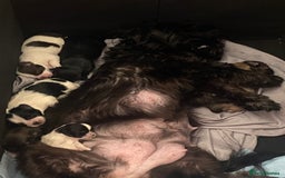 Shih Tzu dogs for sale: Puppy for sale  - Image 18